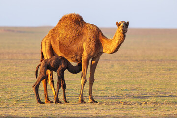 Wall Mural - Wild desert camel portrait view in desert with his new born baby. Wild Desert camel roaming on desert with his just born camel baby.
