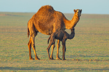 Wall Mural - Wild desert camel portrait view in desert with his new born baby. Wild Desert camel roaming on desert with his just born camel baby...