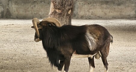 Wall Mural - Mouflon Sheep Standing in park