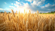 Wheat crops in field under sky on sunny day
