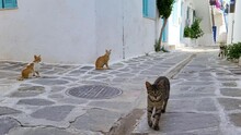 Curious Stray Tabby Cat Approaches The Camera