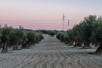 Wall Mural - Colourful sunset over a olive tree field in Jaén, this province is known as the world capital of olive oil production, making it an ideal destination for olive oil tourism