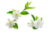Isolated tea flowers with green leaf on white