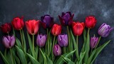 Fototapeta Tulipany - Red and Purple Tulips on Black Background