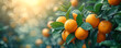 Citrus branches with organically ripe, fresh oranges and tangerines growing on branches adorned with green leaves in a sunny fruiting garden.