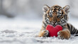 A cute tiger lying on a snow and holding a heart in its paws. Copy space.