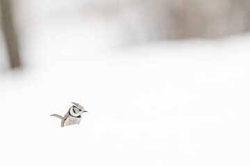 Wall Mural - In the snowy forest, the crested tit in the winter season (Lophophanes cristatus)