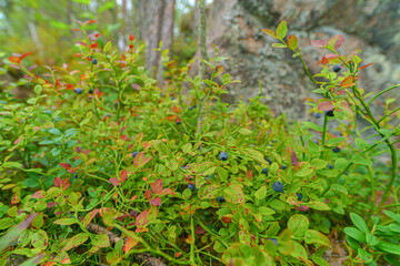 Wall Mural - Wild blueberry in the summer forest.