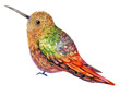Beautiful Watercolor Hummingbird Bird