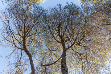 Wall Mural - Twigs of pine trees with green needles and brown bark on a blue sky background in summer in a park