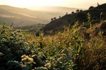 Poster - A picturesque mountain landscape with a lush field of grass. Perfect for nature enthusiasts or travel brochures