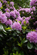 Kwitnący rododendron, krzew, ogród, park, wiosna