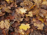 Fototapeta  - Jesienne liście w lesie
