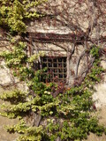 Fototapeta  - Okno w starym zamku
