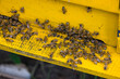 © leungchopan - Bees in open bee hive box