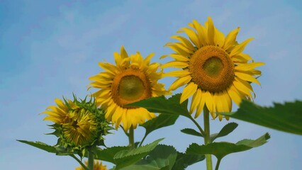 Wall Mural - Sunflower in field garden on hill of countryside