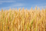 Fototapeta  - Wheat field. Agriculture. Blue sky and wheat field.