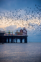 Wall Mural - The Starling Murmuration in Brighton on a crisp winters day.