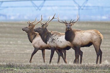 three elk in a farm field.