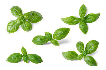 Wall Mural - Basil leaves isolated on white, transparent background, PNG. Set, collection of different position basil green fresh leaves. Healthy eating, aromatic herb, food ingredient, spice for culinary