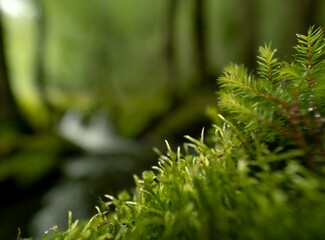 River stream in the forest, blurred macro closeup background with copy space for text