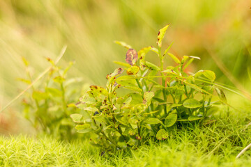 Sticker - blueberry bush