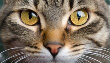 Portrait Of A Cat Closeup In Whose Eyes A Symbol Of Bitcoin Electronic Crypto Currency