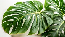 Monstera Leaf On White Background With Clipping Path