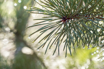 Poster - pine branches