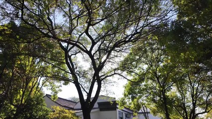 Wall Mural - trees in the park