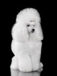 Sitting elegant white poodle