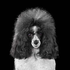 Wall Mural - Portrait of black and white poodle