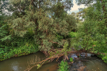 Wall Mural - Summer landscape with a small forest river