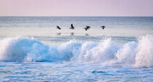 Brown Pelicans Flying And Fishing In The Surf At Gulf Shores Alabama.