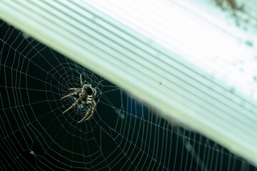 spider on web