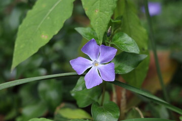 Planta morada