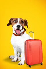 Wall Mural - Cute dog sits with suitcase ready for vacation