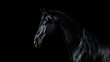 Beautiful black frisian stallion portrait