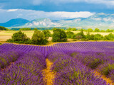 Fototapeta Lawenda - Provence landscape with lavender fields, France