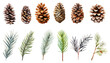 © Mimi Art Smile - Watercolor pine and pine corn  branches clipart collection.  Isolated on white background vector illustration set.