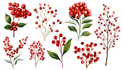 Wall Mural - Watercolor red berries branch vector  clipart collection.  Isolated on white background vector illustration set. 