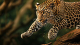 Fototapeta Zwierzęta - A photo of a leopard, expressing his strength in a jump, creates a picture of an instant and rapid