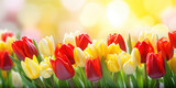 Fototapeta Tulipany - Blooming red and yellow tulips banner. Beautiful natural floral background with copy space