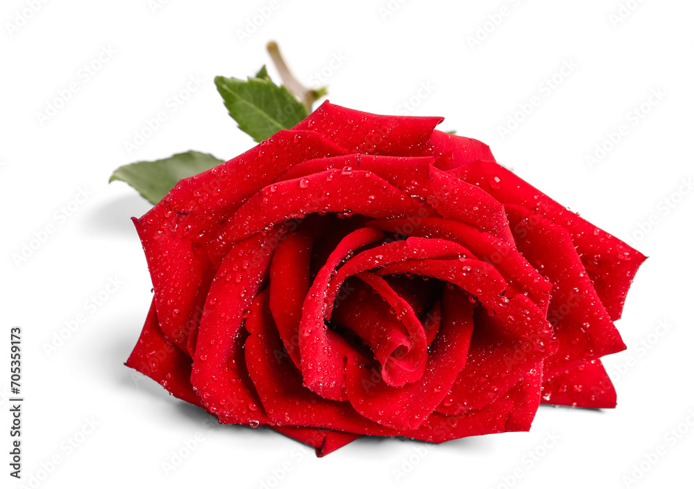 Beautiful red rose on white background