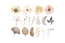 Dried Flower Illustration Collection Set