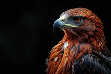 Javan Hawk-Eagle With With Beautiful Feather On The Black Background AI Generative