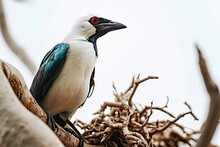 Portrait Beautiful Of Bali Starling Standing On The Wood Branch With Red Eyes