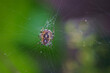 A Metepeira sp. spider at the center of her web.