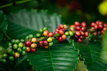 Poster - Coffee beans grow on tree