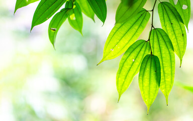 Green leaves soft focus, back lighting. Copy space.